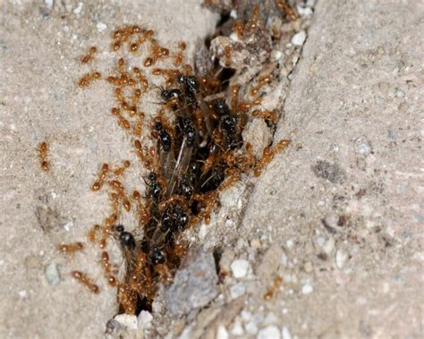 Termites vs. Ants: How to Tell Which Are in Your Home