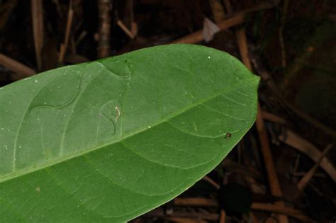 Barringtonia acutangula (Lecythidaceae) image 83006 at PhytoImages.siu.edu