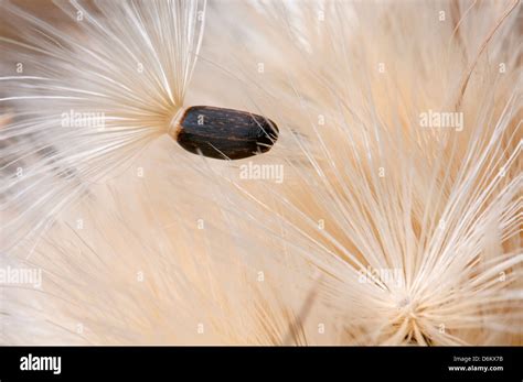 Seed, Dispersal by wind Stock Photo - Alamy