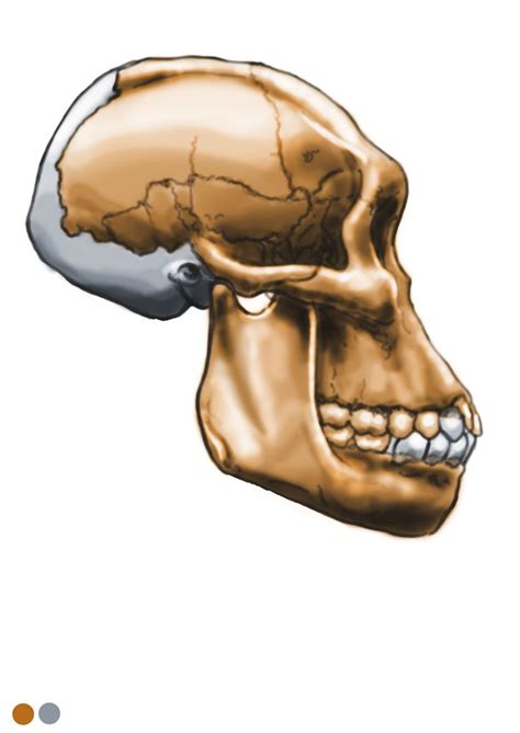 88 best 11-Australopithecus sediba images on Pinterest | Evolution, Human evolution and Anthropology