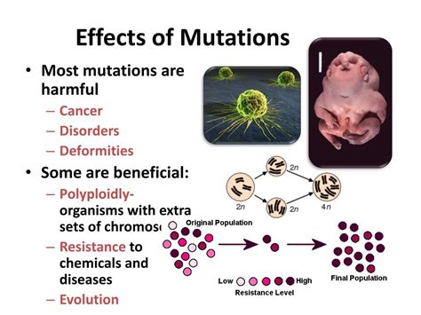 PPT - Chapter 13-3: Mutations PowerPoint Presentation, free download - ID:690040