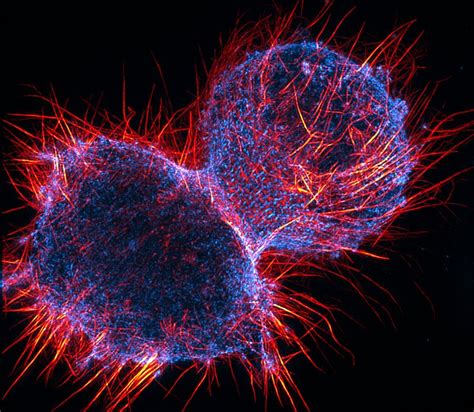 Dylan Burnette on Twitter: "A dividing cell photographed through a ...