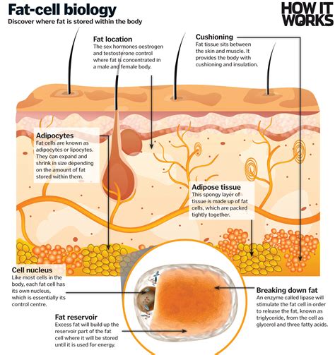 How does the body burn fat? – How It Works