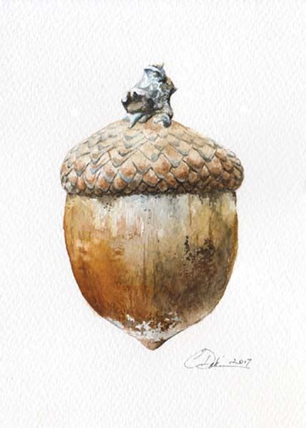 Watercolor Acorn at PaintingValley.com | Explore collection of ...