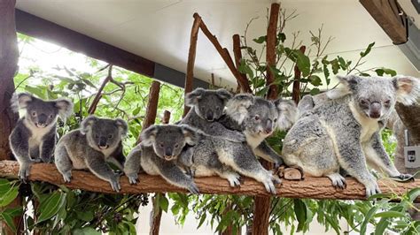 Koalas: the masters of tree-hugging and eucalyptus munching! - Watch them at Lone Pine - Klook ...