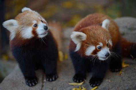 15 Remarkable Red Panda Facts