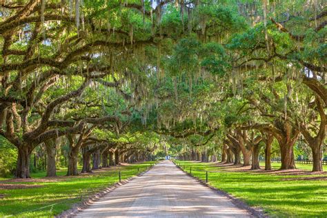 Which Plantation Should You Visit in Charleston SC?