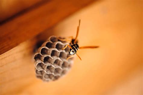 What You Need to Know About Paper Wasps - BeeAware Allergy