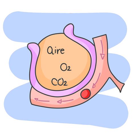 excepción Puntualidad Insatisfactorio intercambio de gases en las ...