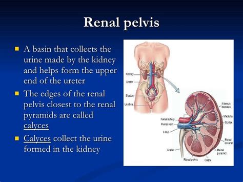 Urinary system anatomy and physiology