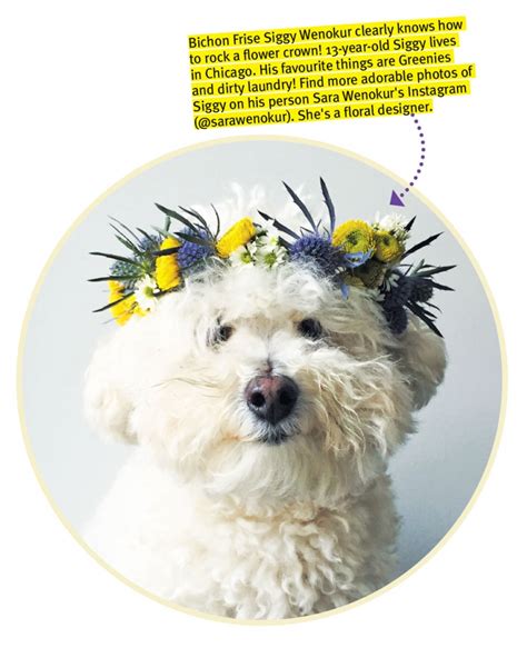 DIY Craft: Make a Flower Crown for Your Dog | Modern Dog magazine