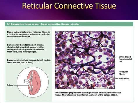 PPT - Connective Tissue PowerPoint Presentation, free download - ID:2356859