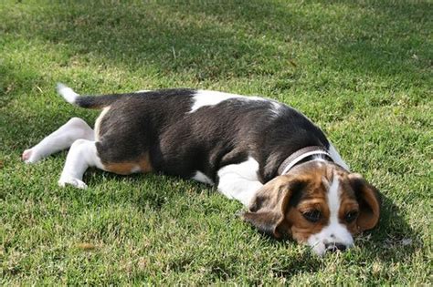 Beaglier (Beagle x Cavalier King Charles Spaniel Mix) Temperament, Puppies, Pictures