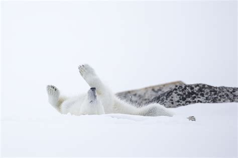 Polar Bear - Arctic Wildlife Tours