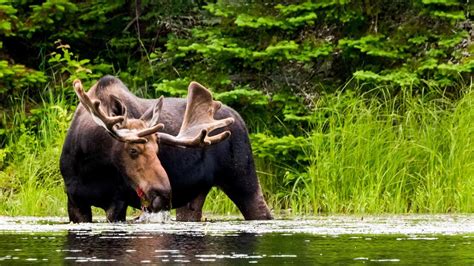 Ontario’s Algonquin Provincial Park a place of wild beauty