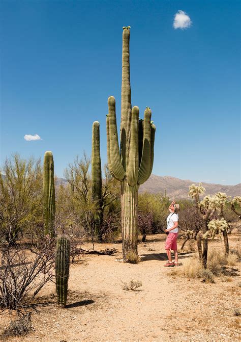 Saguaro National Park | Desert, Cacti, Wildlife | Britannica