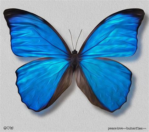 True Blue Morpho Butterfly Wings Painted Shimmer, Bright & Vivid on ...