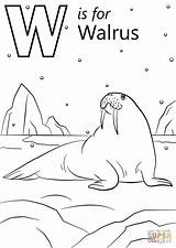 Arctic Animals Coloring Pages Printable sketch template