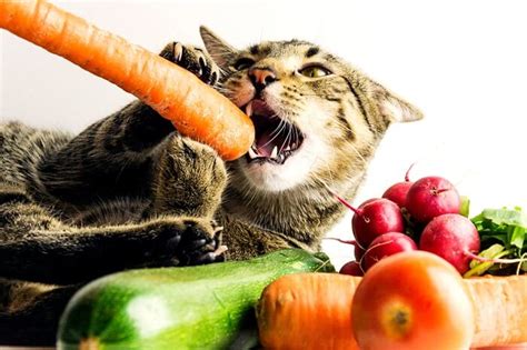 Are Fruits And Vegetables Safe For Cats? What Every Cat Owner Should Know - Cats.com