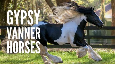 Gypsy Vanner Horses: Breed Profile, Facts and Care - YouTube