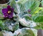 African violets with spots | Today's Homeowner