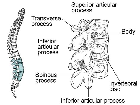 The Vertebral Column | Anatomy and Physiology I