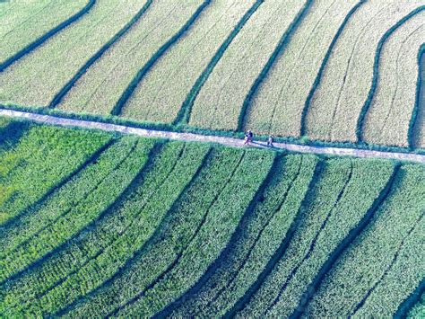 Aerial view of green rice terraces in Indonesia 21589072 Stock Photo at Vecteezy