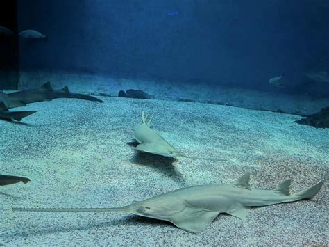 These Amazing Fish Look Like Sharks