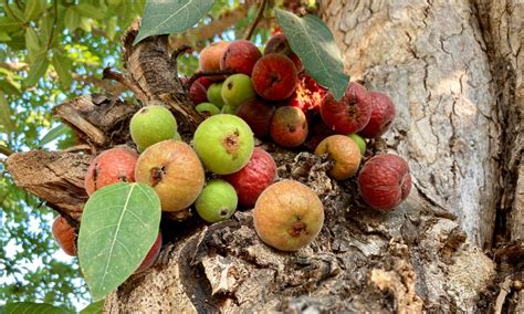 Buah Liar Yang Bisa Dikonsumsi Saat Bertualang Di Hutan