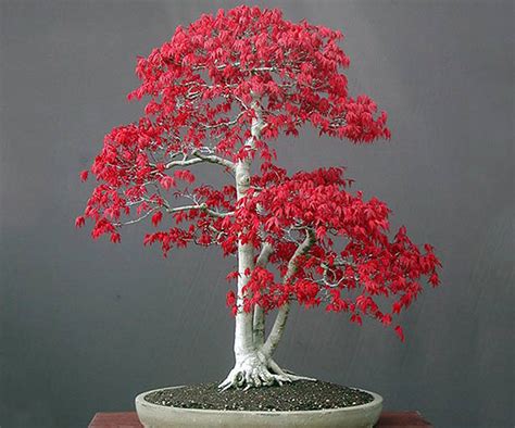 Bonsai Red Maple Tree Starter Kit