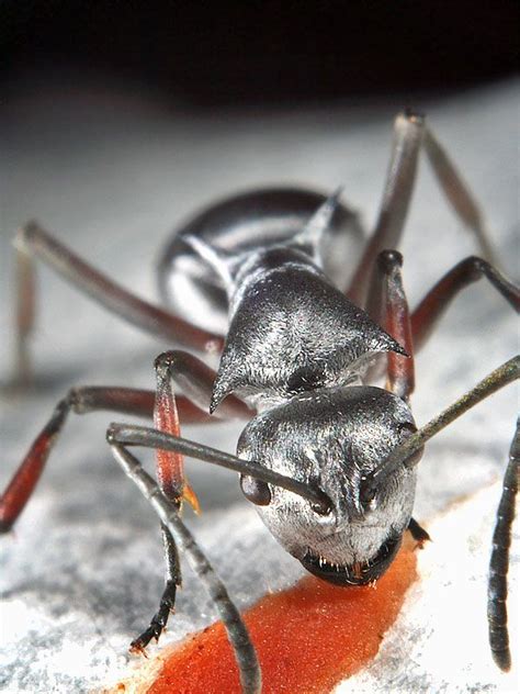 Silver Ant - The silver ant travels at the human equivalent of 280km/h, pretty amazing hey! I ...