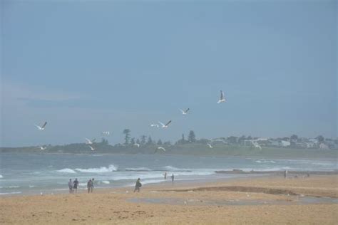 The Beaches (Thirroul): UPDATED 2020 All You Need to Know Before You Go (with PHOTOS)