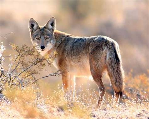 Sonoran Desert mammals - Coyote - Canis latrans mearnsi