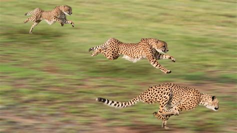 Running Cheetah Best HD 4K Wallpaper 41993 - Baltana