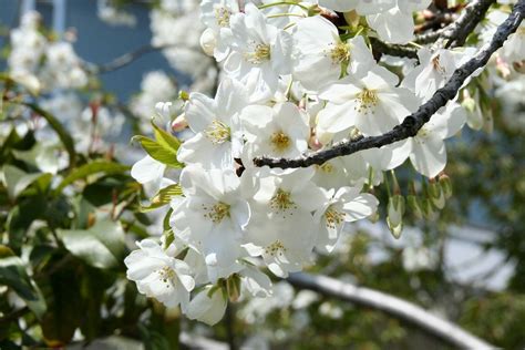 IMG_0255 | Sakura Satellite View - Street Map - Google Earth… | foomtsuruhashi | Flickr