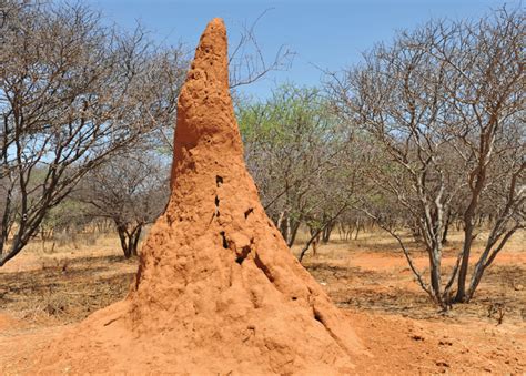 Termite Mounds Hide Secrets to Sustainable Buildings of the Future ...