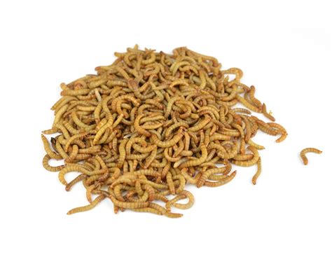 Mealworm Care Sheet - Hatched Pet Supplies