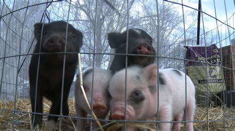 Local family starts a no kill pig rescue called Happy Pig Farm - WBBJ TV