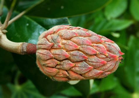 How To Use Magnolia Seeds - StumpBustersLLC