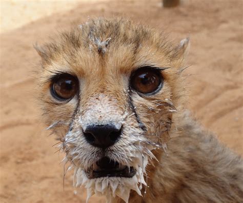 Djibouti - stage ISTOM | The DECAN animal refuge was opened … | Flickr ...