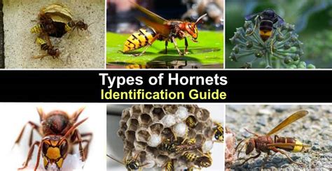 Types of Hornets: Nest, Size, Color (With Pictures) - Identification Guide