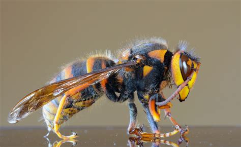 Asian Giant Hornets (or Killer Hornets) and How to Identify Them