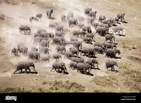 Aerial of African elephants Amboseli National Park Kenya Stock Photo - Alamy