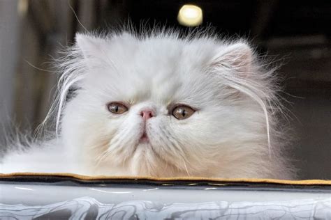 Teacup Persian Cats - Everything You Need To Know