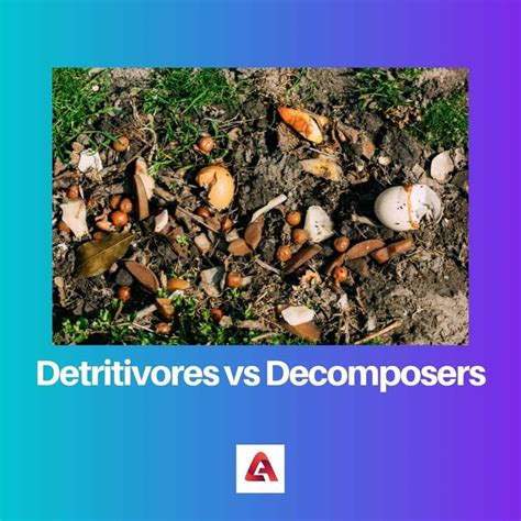 Detritivores vs Decomposers: Difference and Comparison