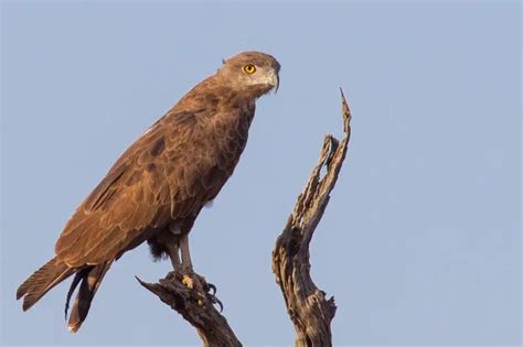 Brown snake eagle - Facts, Diet, Habitat & Pictures on Animalia.bio