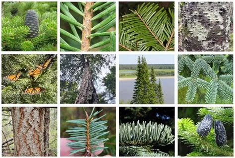 17 Different Types of Fir Trees & Their Identifying Features