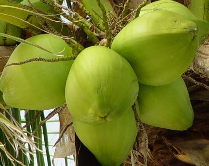 Cara Gambar Pohon Kelapa Mudah - IMAGESEE