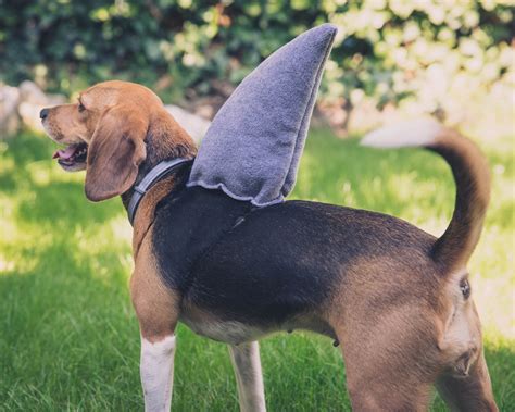 Pet Shark Fin Costume | ubicaciondepersonas.cdmx.gob.mx