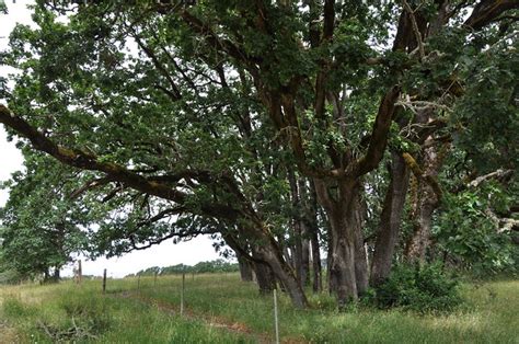 Flickriver: Photoset 'Yamhill County Rancher Restores Native Oregon White Oak Habitat' by NRCS ...